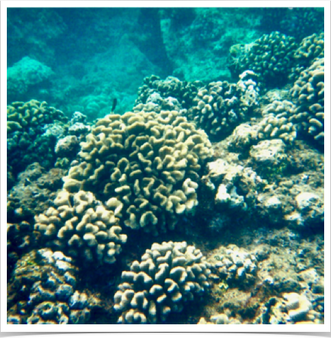 Cauliflower Coral (Pocillopora meandrina) - abundant scleractinian coral thriving in high energy reef environments.
